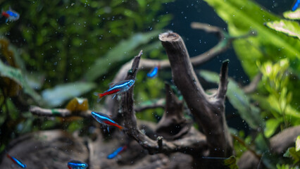 aquarium fish swimming in the aquarium