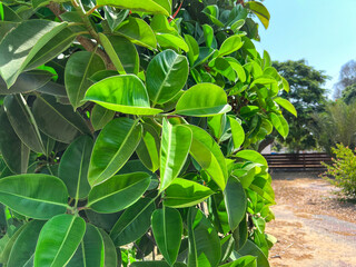 Green leaves of tree in park, closeup