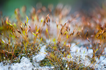 Detail of blooming moss on rock with blurred background