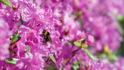 Bumblebee on flowers of Ledebour's rhododendron ( lat. Rhododendron ledebourii ), or Maralnik, Dahurian rhododendron