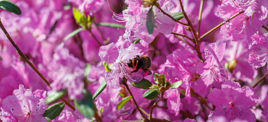 Bumblebee on flowers of Ledebour's rhododendron ( lat. Rhododendron ledebourii ), or Maralnik, Dahurian rhododendron