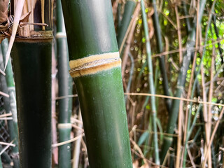 Obraz premium View of bamboo stems outdoors, closeup