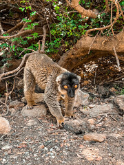 Brown lemur in zoological garden