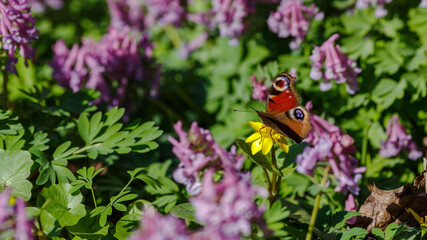 Spring or summer floral background with a butterfly. Blooming meadow. Butterfly on wild flowers in spring