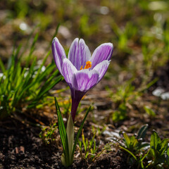 Beautiful spring crocus flowers in the garden on a clear spring day