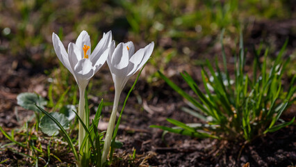 Beautiful spring crocus flowers in the garden on a clear spring day