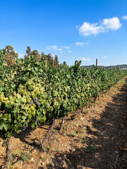 Fototapeta na wymiar Plantation of vineyard with ripe grapes