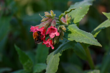 Red lungwort (Pulmonaria rubra). Bumblebee on the flowers of lungwort. Floral spring background with purple and pink flowers. Medicinal plants in the garden