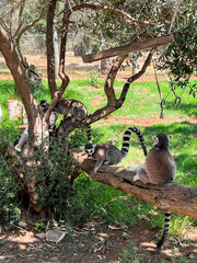Ring-tailed lemurs sitting on tree in zoological garden