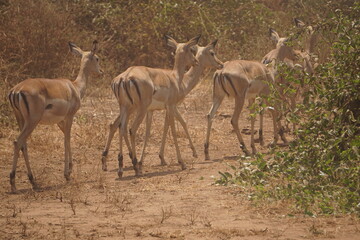 Obraz na płótnie Canvas impala in the savannah