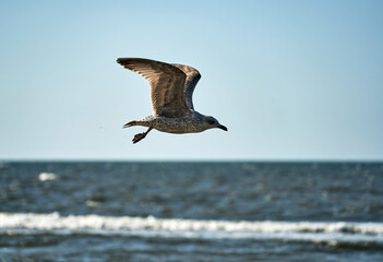Naklejka premium Seagull flying over the wavy sea on the island of Wolin