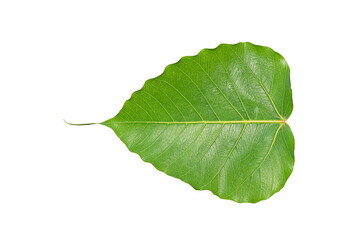 Bodhi leaves on a white background.