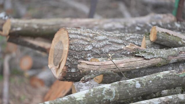 Lavorazione della Legna nel Bosco