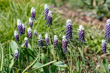 Muscari latifolium in bloom in spring garden