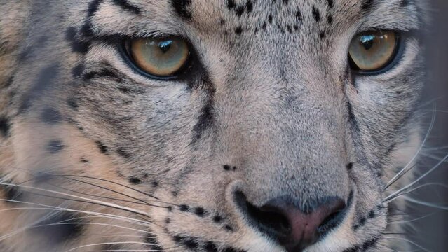 Close view of a snow leopards head and eyes looking around.
