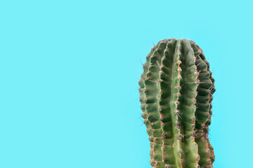 Cactus on blue background