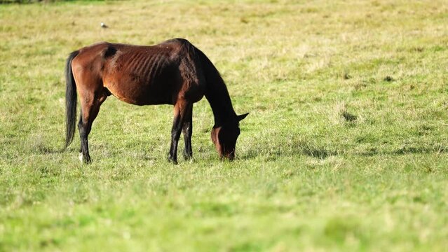 Horse grazing in a meadow on a farm 