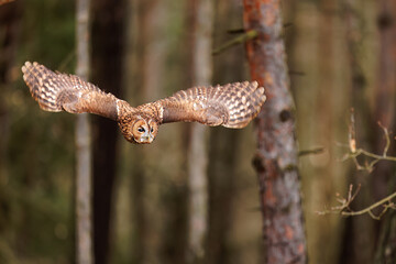male tawny owl (Strix aluco) flies from the tree