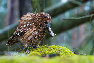 male tawny owl (Strix aluco) with mouse