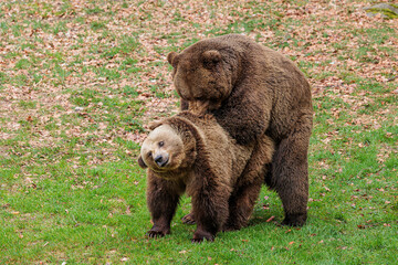 male brown bear (Ursus arctos) with female