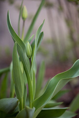 Boutons de tulipes, tulips, vertical, 