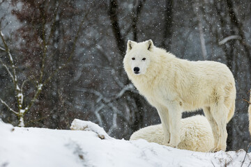 Obraz premium Arctic wolf (Canis lupus arctos) pack during snowfall in the wilderness