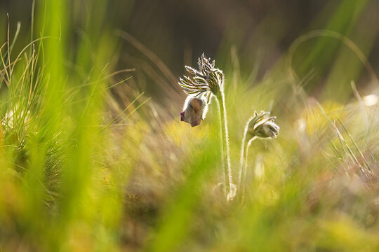 wild Pulsatilla pratensis (Anemone pratensis) the small pasque flower iin the backlight