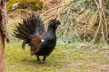 The western capercaillie (Tetrao urogallus), also known as the Eurasian capercaillie, wood grouse, heather cock,