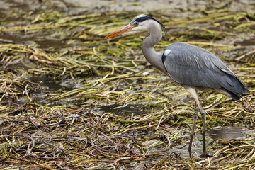 grey heron (Ardea cinerea) hunts in the water