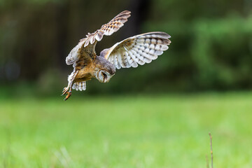 barn owl (Tyto alba) stopped in midair