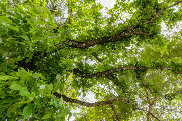 Urban Tree Canopy in Charleston South Carolina offers shade and cooling