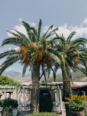 Fototapeta na wymiar Date palms grow near the building against the backdrop of mountains