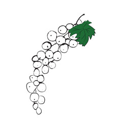 Vector illustration. Currant in black outline in hand drawn style with green leaf.