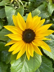 Obraz premium Sonnenblume 