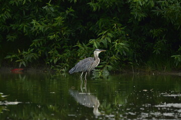 Great Blue Heron wading through a shaded pond