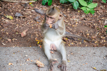 A monkey living in nature