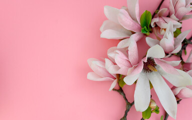 Magnolia flowers on a pink background. magnolia flowers close up. spring mood. place to test © Мария Охметзянова