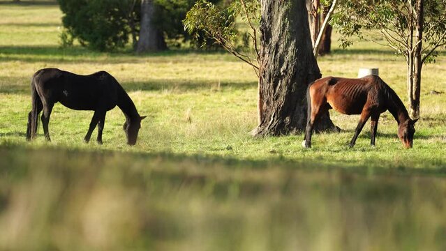 Brown horse with a blonde mane in a field on a farm in South America 