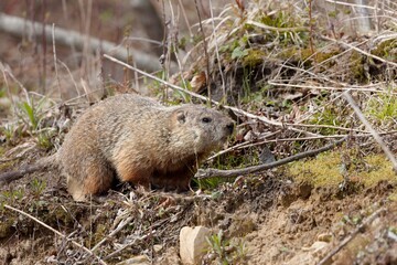 The groundhog (Marmota monax), also known as a woodchuck 