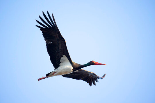 Black stork ciconia flies across the blue sky to hunt.