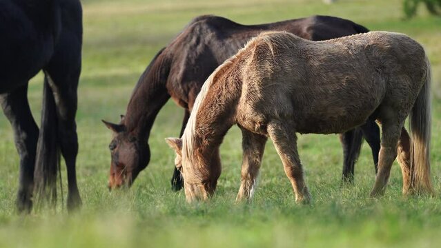 Brown horse with a blonde mane in a field on a farm in South America 