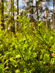 in spring blueberry bushes with still green berries