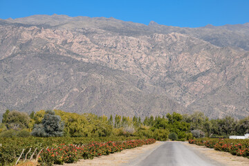 Viñedos y montañas
