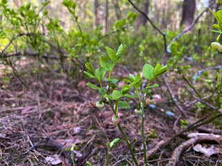 in spring blueberry bushes with still green berries