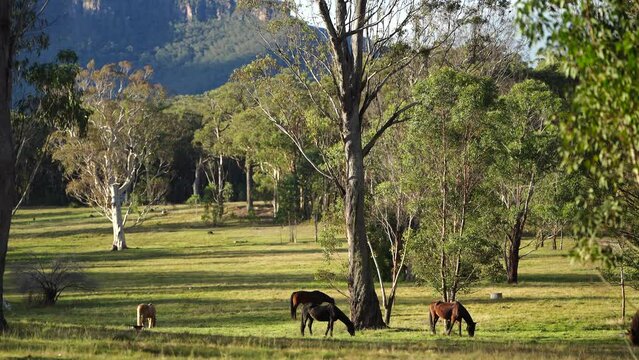 Brown horse with a blonde mane in a field on a farm in South America 