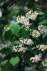 background of bird cherry blossoms