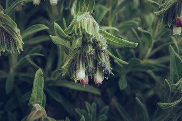 Drooping Bells of Comfrey Plant - obrazy, fototapety, plakaty