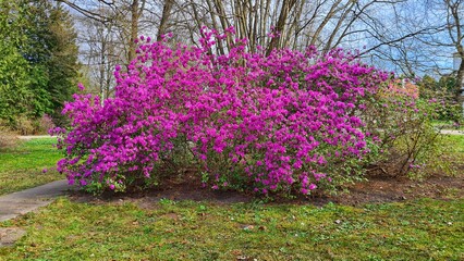 Large bush of Rhododendron with beautiful lilac flowers on spring sunny day