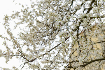 Tree branches with blooming white flowers on street, closeup