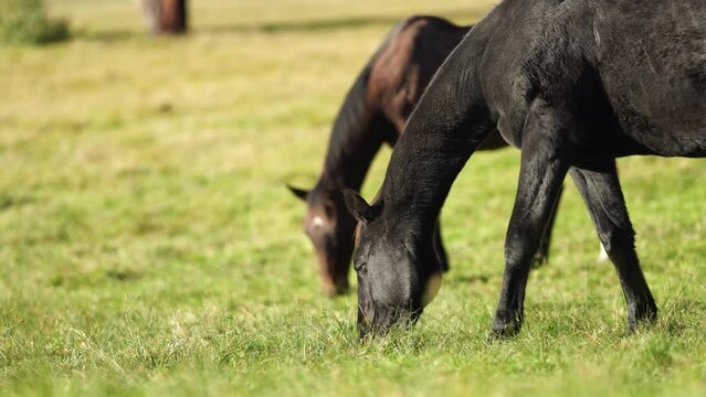 Brown horse with a blonde mane in a field on a farm in South America 